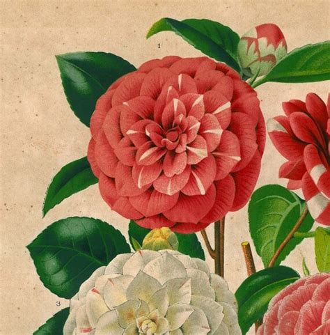 Stunning Camellia Prints for Your Home or Office Decor